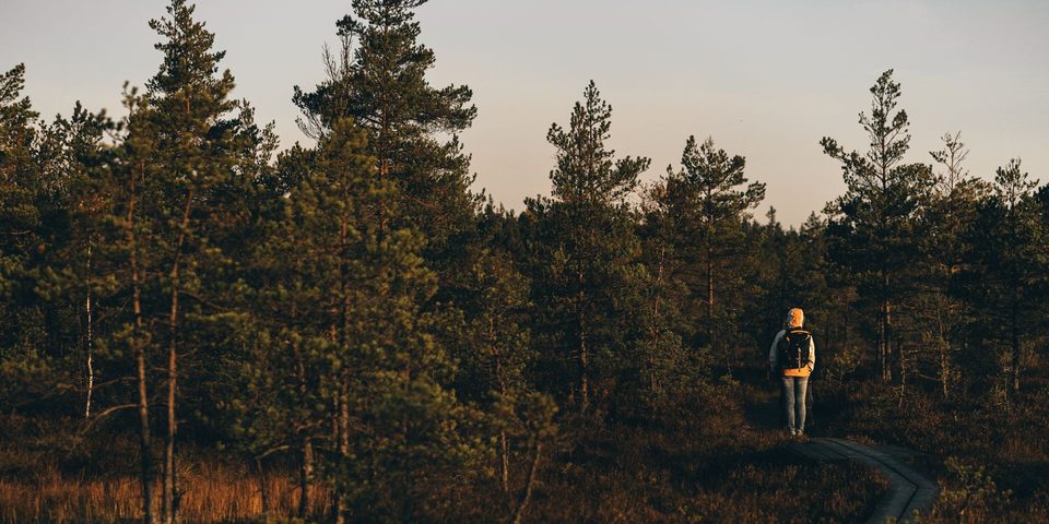 A lone hiker walking a path through a pine forest at dusk